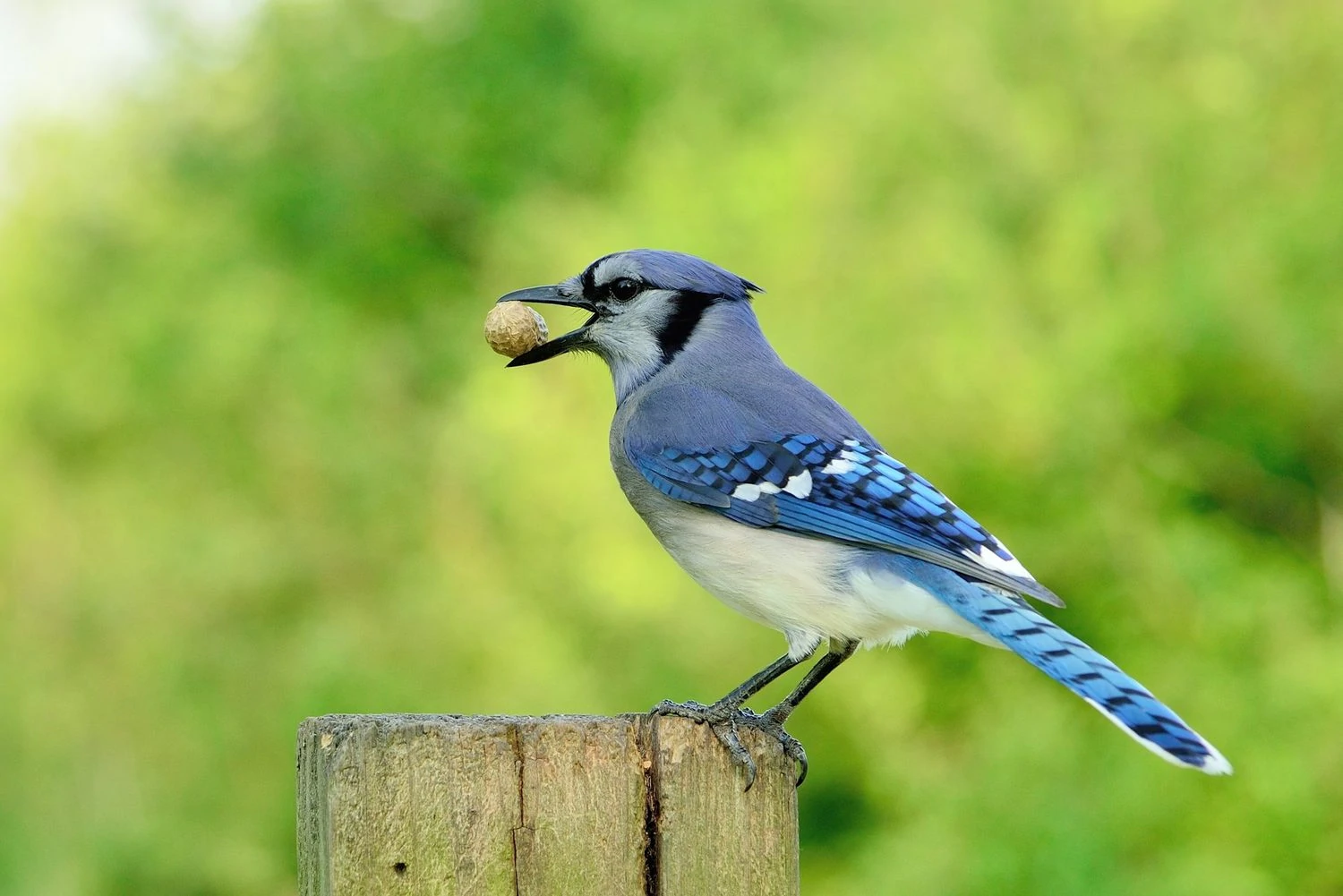 blue jay