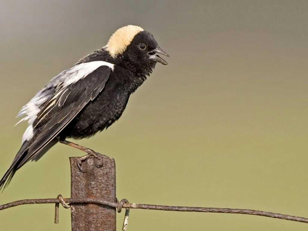 Bobolink