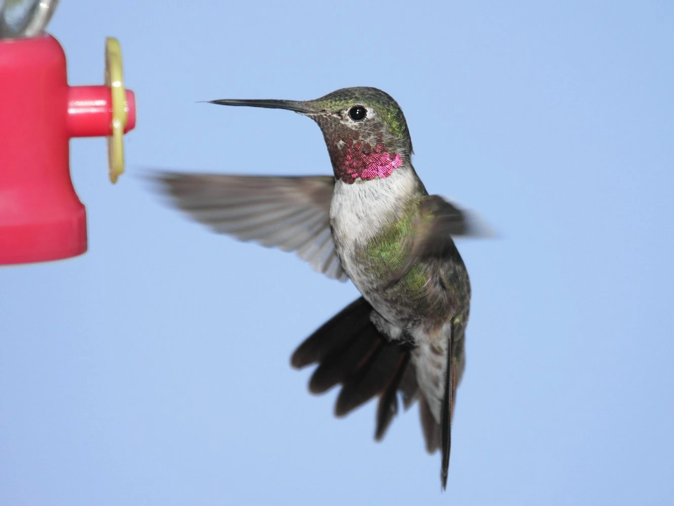 Broad-tailed Hummingbird male (Selasphorus platycercus)