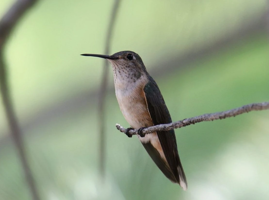 Broad tailed Hummingbird female