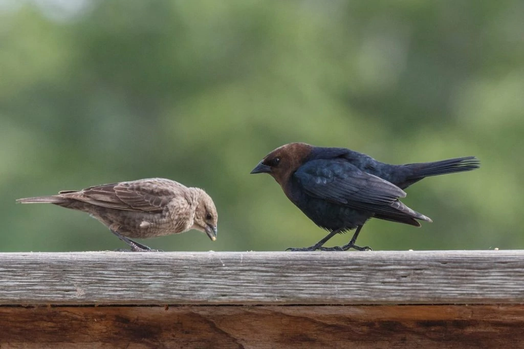 brown headed cowbird