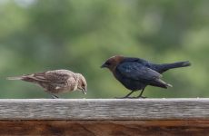 Brown-headed Cowbird