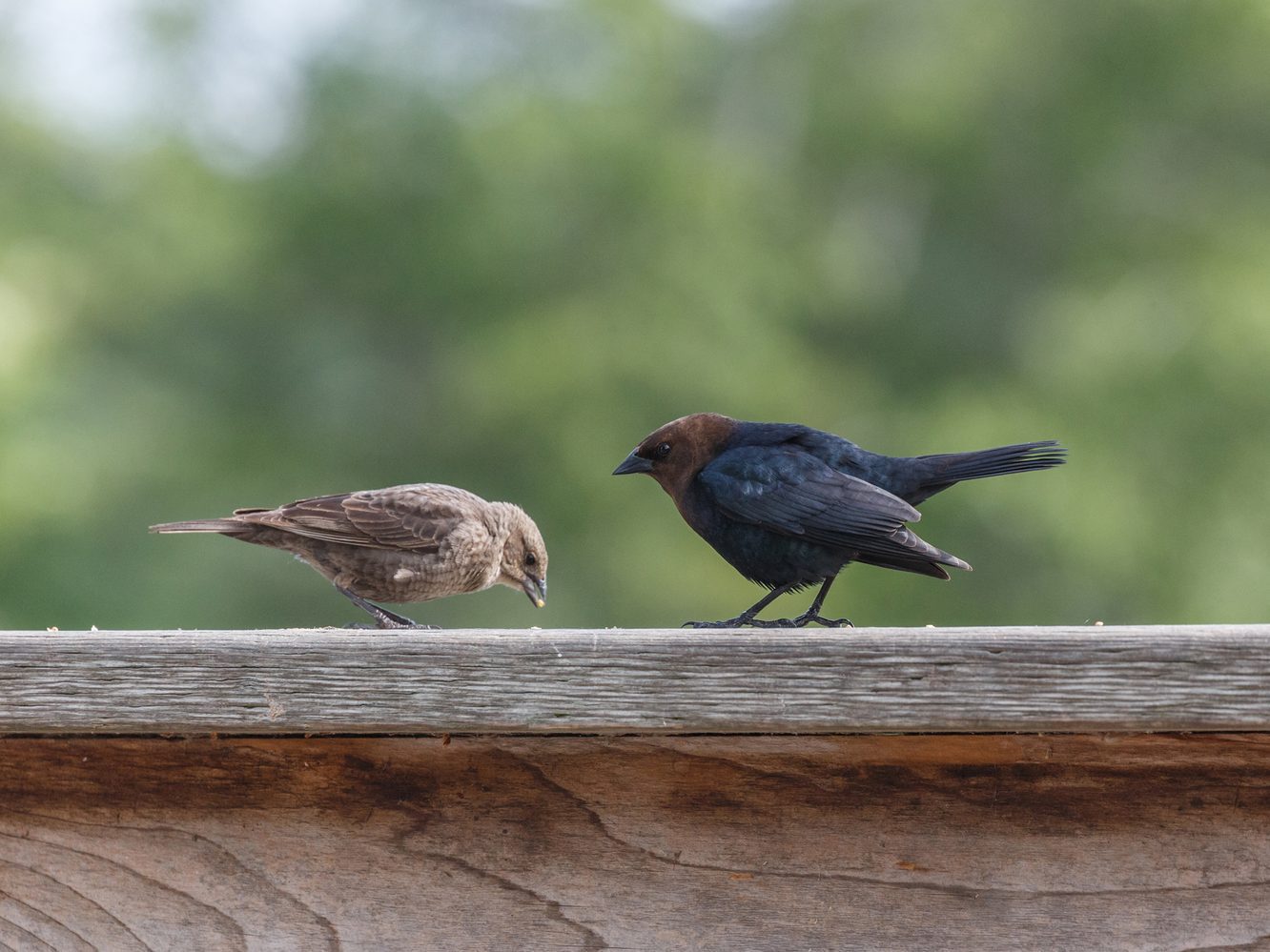 brown headed cowbird