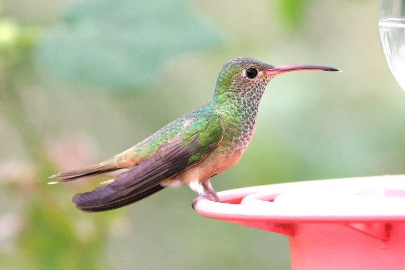 Buff bellied Hummingbird