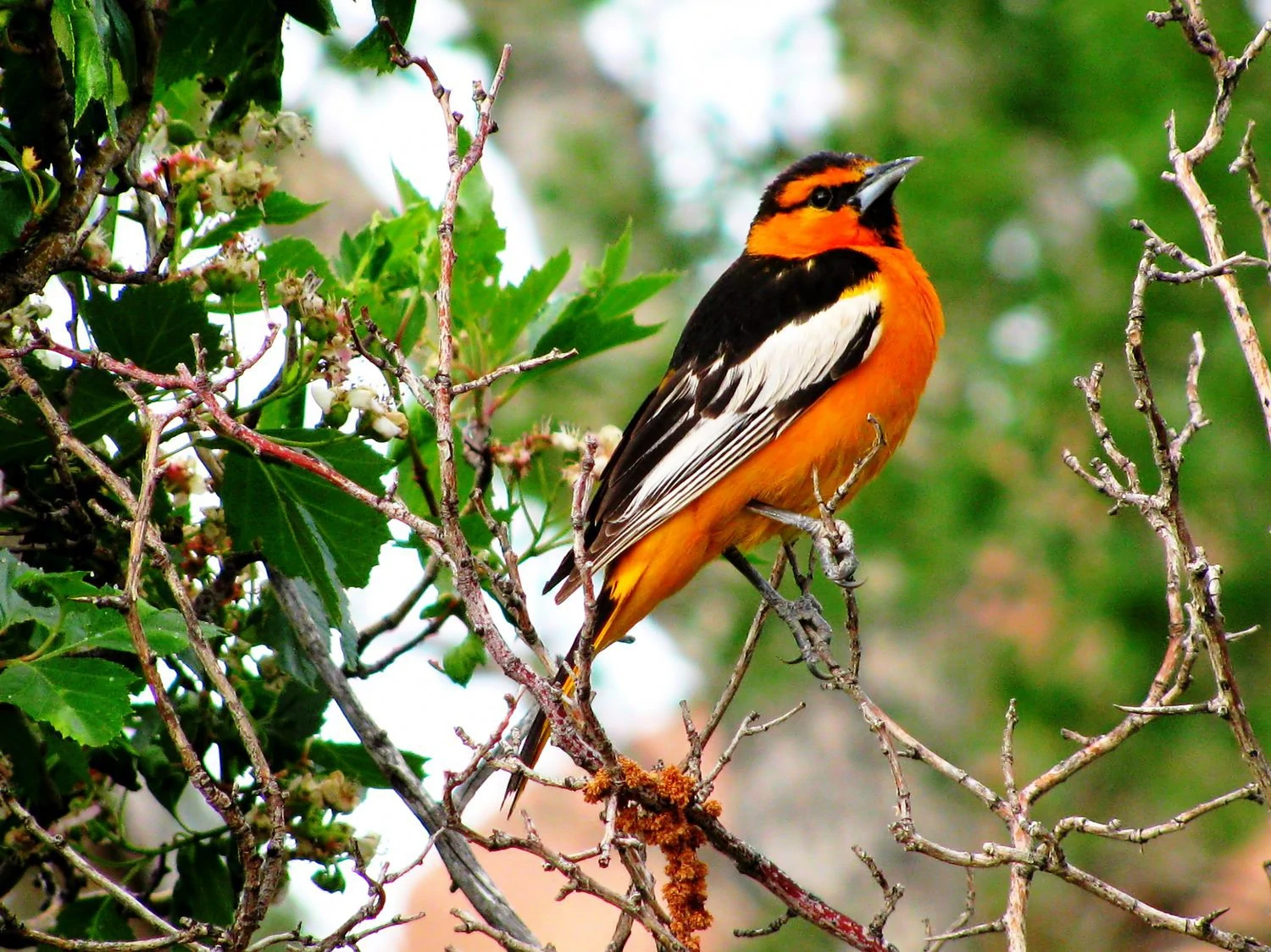 Bullocks Oriole