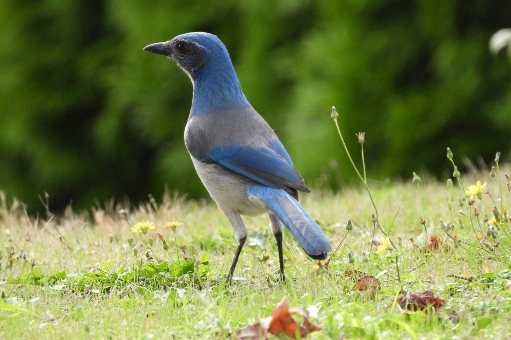 California scrub-jay