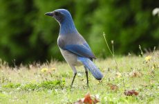 9 Types Of Crows And Jays In British Columbia (And Their Calls)