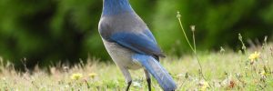 9 Types Of Crows And Jays In British Columbia (And Their Calls)