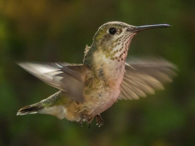Green-breasted Mango male and female pair Calliope hummingbird female