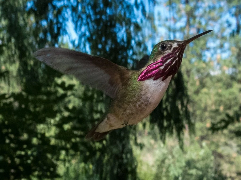 Calliope hummingbird male