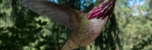 Calliope Hummingbird