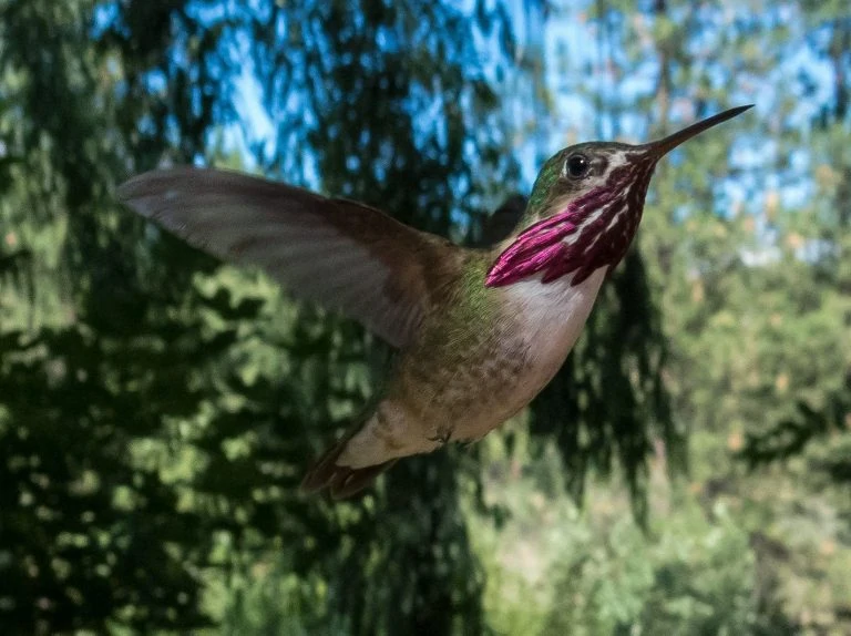 Hummingbirds in Maryland Picture and ID Guide Bird Advisors