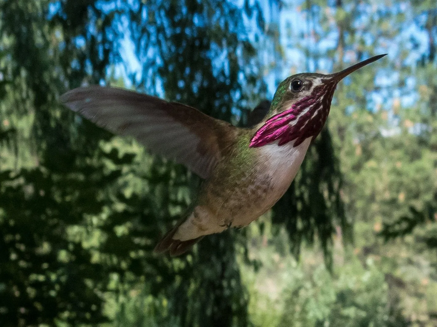 Calliope hummingbird male