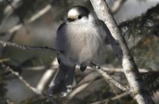 6 Species Of Crows and Magpies In Alaska And Their Calls