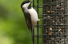 Carolina Chickadee