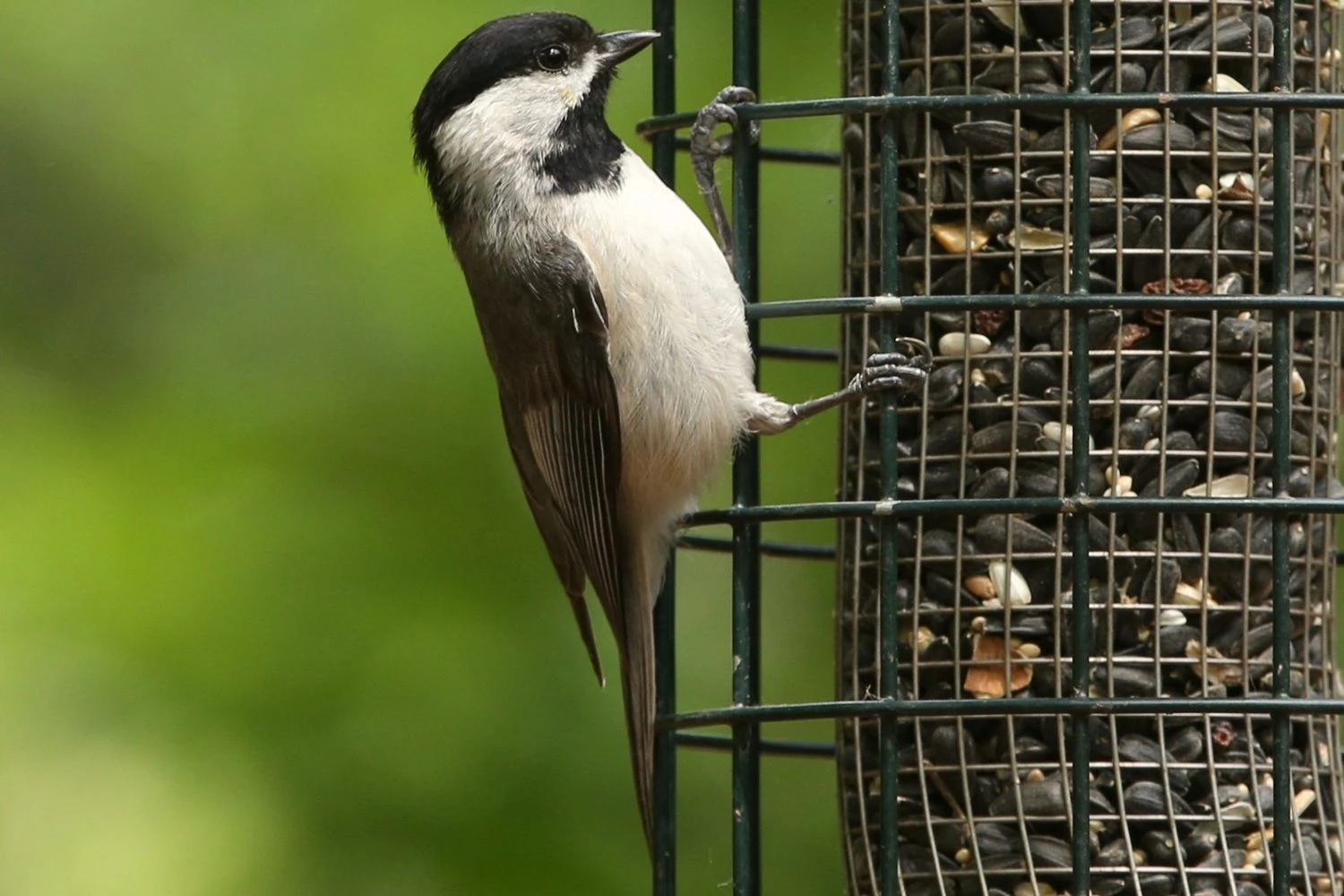 Chickadees in Ontario (ID and Song Guide)