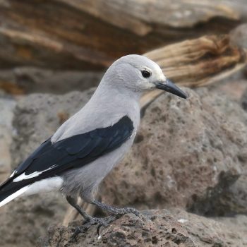 Clark’s Nutcracker