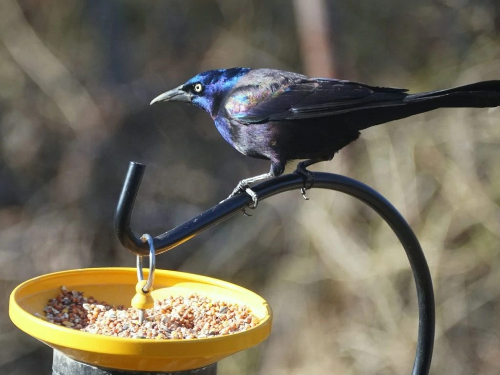 Common grackle