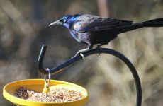 18 Species of Blackbirds in Tennessee – Pictures and ID Guide