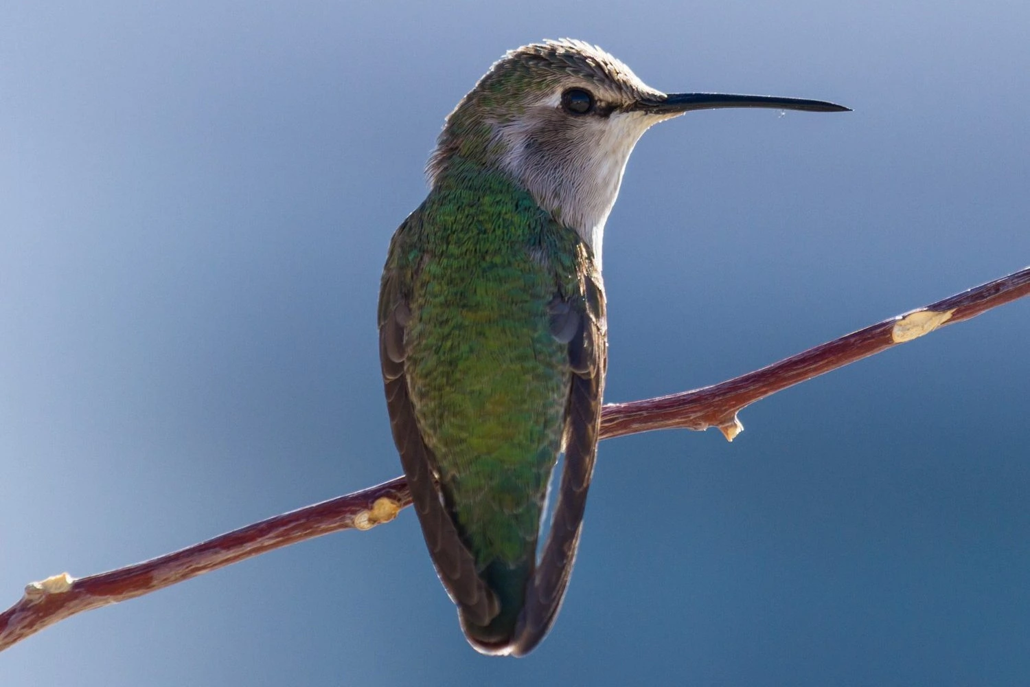 Green-breasted Mango male and female pair Costa's hummingbird female