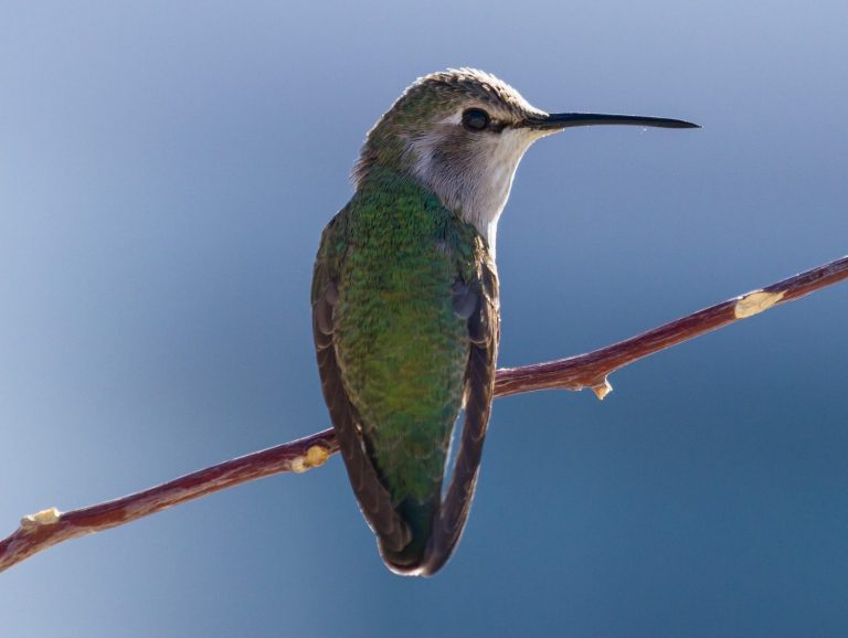 9 Species Of Hummingbirds In British Columbia Picture And ID Guide