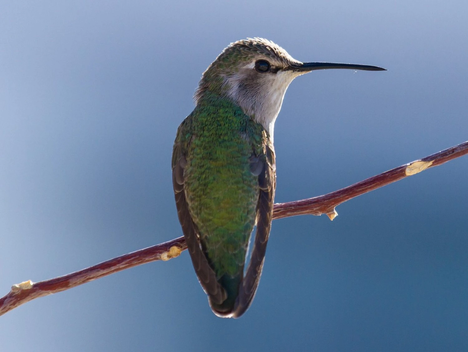 Costa's hummingbird female