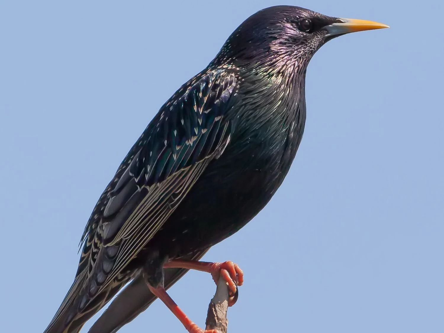 European Starling for identification