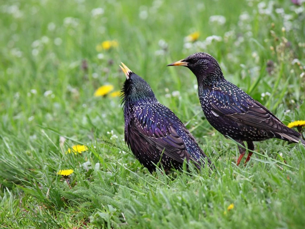 european starlings