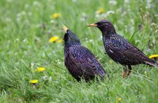 European Starling