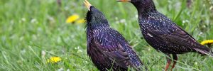 European Starling