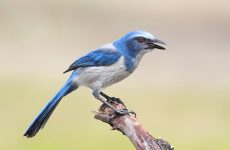 6 Species Of Crows and Magpies In Florida And Their Calls