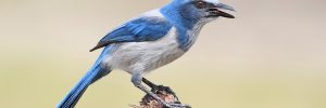13 Types Of Crows And Jays In Canada (And Their Calls)