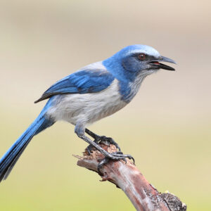 13 Types Of Crows And Jays In Canada (And Their Calls)