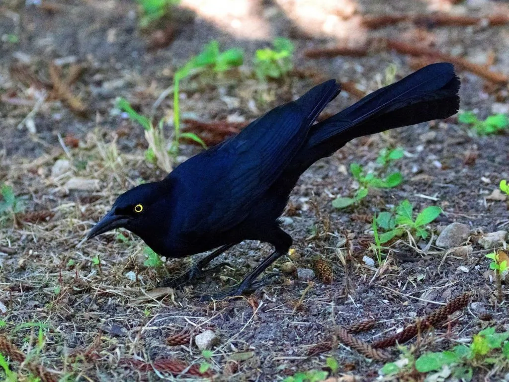 Great tailed Grackle