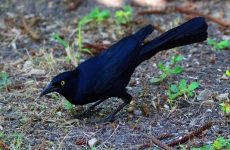 Great-tailed Grackle