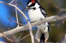 25 Winter Birds Alberta (Out Birding)