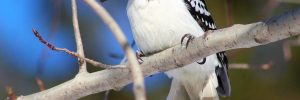 25 Winter Birds Alberta (Out Birding)