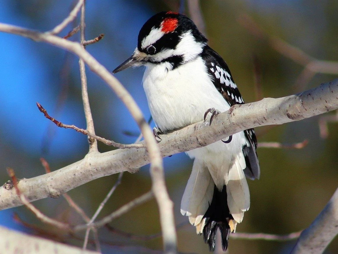 Hairy woodpecker