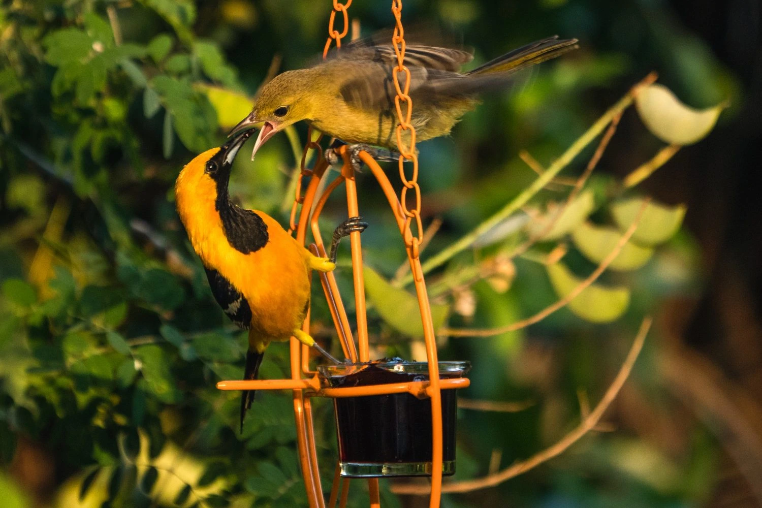 Hooded oriole