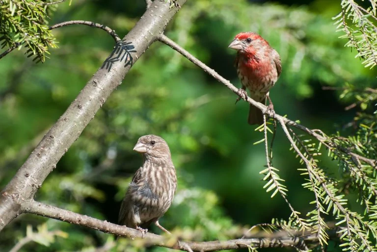 Top 32 Backyard Birds In Wyoming (Free ID Charts)