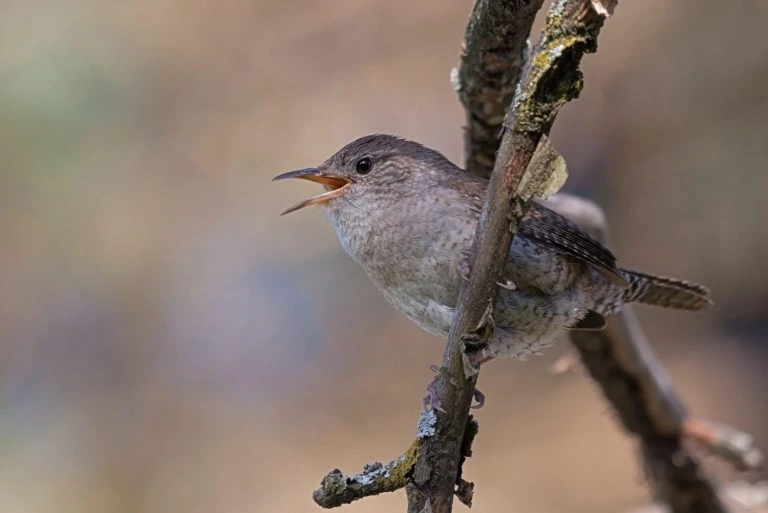 7 Species Of Wrens In Wisconsin Picture And ID Guide