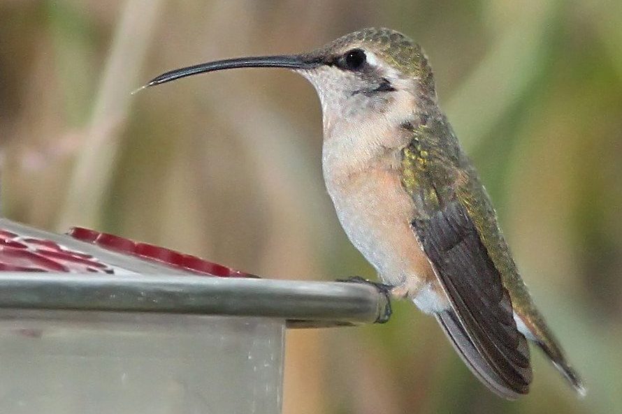 Lucifer Hummingbird female