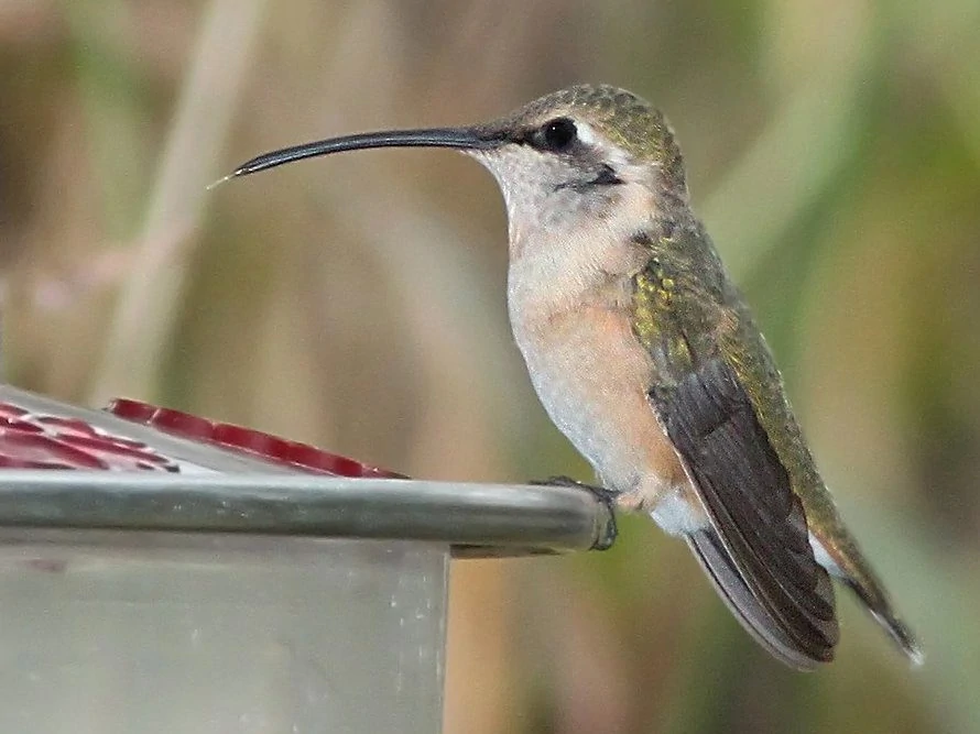 Lucifer Hummingbird female