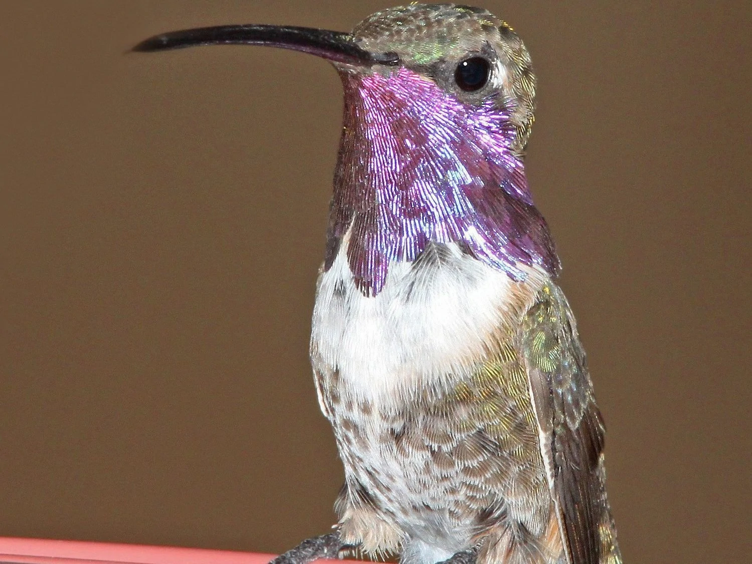 Lucifer hummingbird male