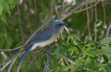 7 Types Of Crows And Jays In Wisconsin (And Their Calls)