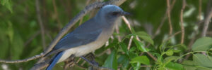 7 Types Of Crows And Jays In Wisconsin (And Their Calls)