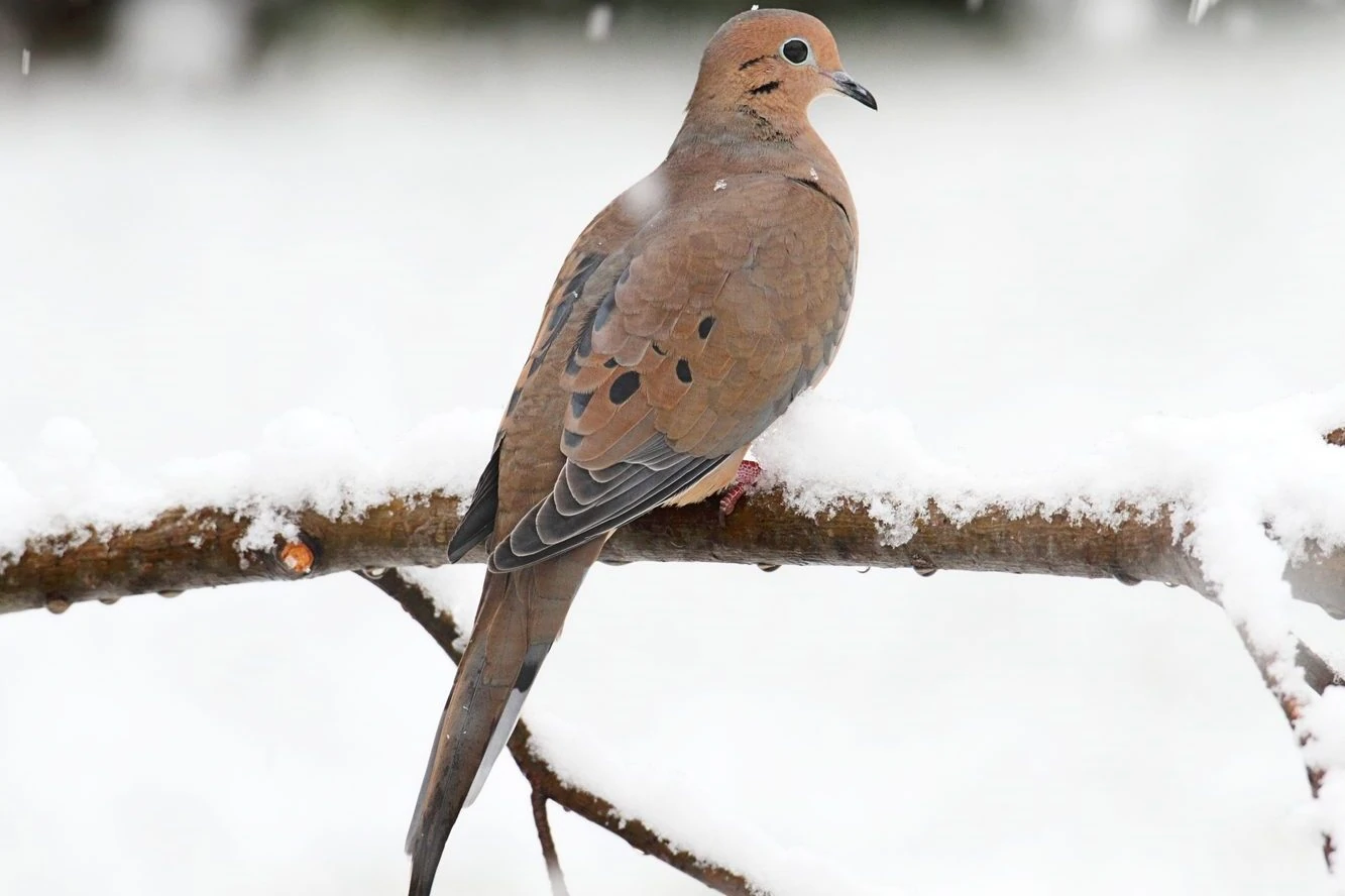 Mourning Dove