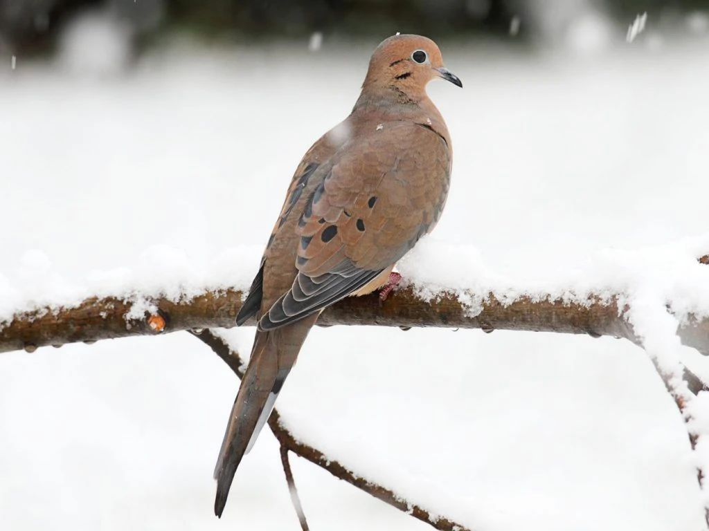 31 Backyard Birds in Kansas (Free ID Chart) Bird Advisors