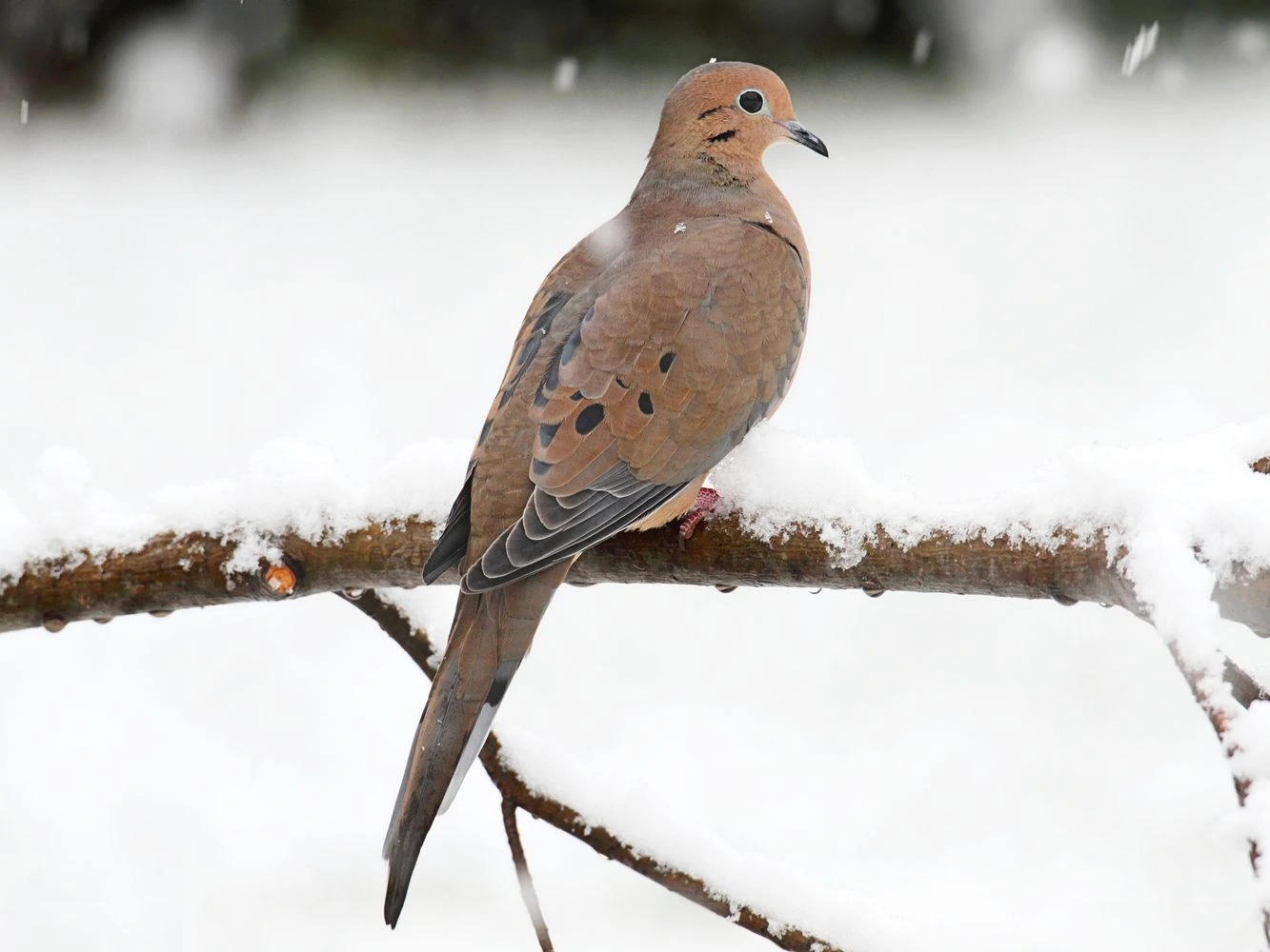 Mourning Dove