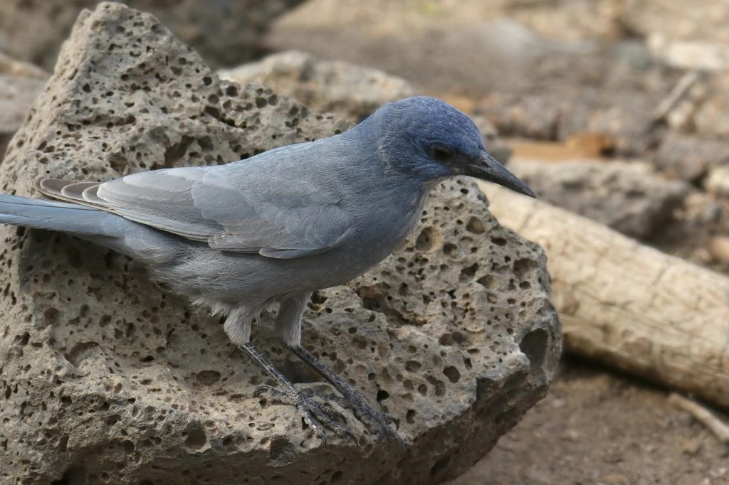 This image has an empty alt attribute; its file name is Pinyon-Jay-1024x682.jpg